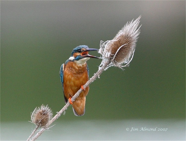 Kingfisher